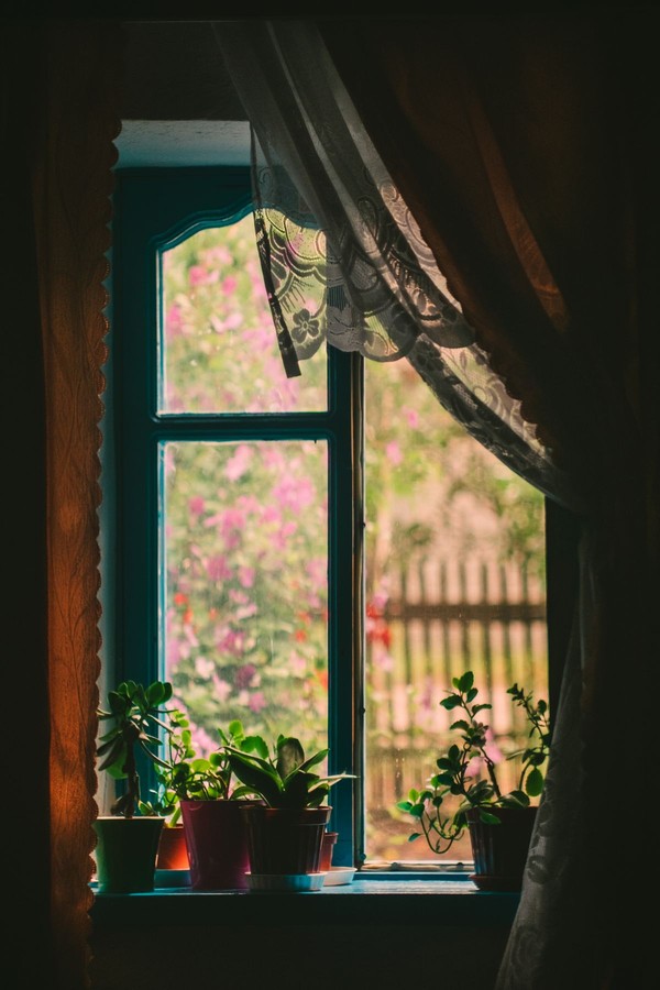 Before the First Frost: How to Bring Potted Plants and Herbs Indoors